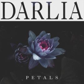 Darlia - Petals